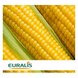 Семена кукурузы ЕС Сигма (EURALIS SEMENCES)