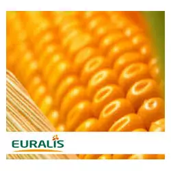 Семена кукурузы ЕС Пароли (EURALIS SEMENCES)