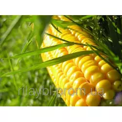 Семена кукурузы Сплендис (EURALIS SEMENCES)