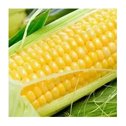 Семена кукурузы ЕС Конкорд (EURALIS SEMENCES)