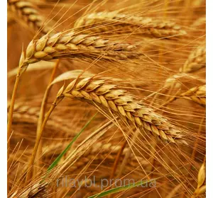 Семена озимой пшеницы Кормилица Одесская (1-я репродукция)