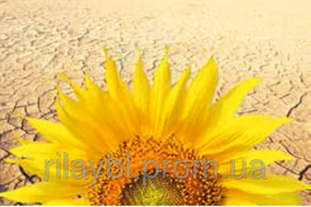 Семена подсолнечника Syngenta Семена подсолнечника Syngenta