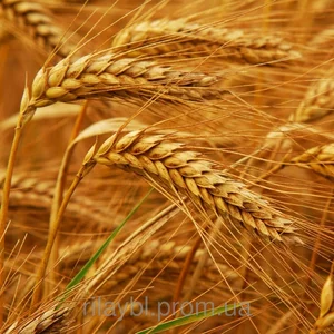 Семена пшеницы Одесский СГИ