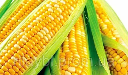 Насіння кукурудзи інститут сільського господарства Степової зони