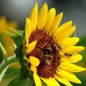 Семена подсолнечника Euralis Semences Семена подсолнечника Euralis Semences