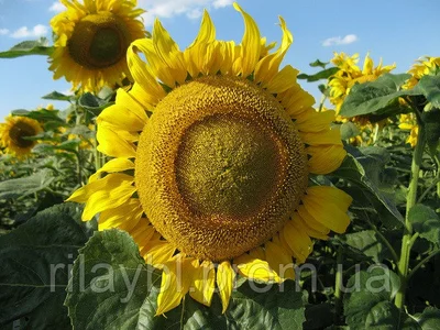 Семена подсолнечника института растениеводства им. В. Я. Юрьева Семена подсолнечника института растениеводства им. В. Я. Юрьева