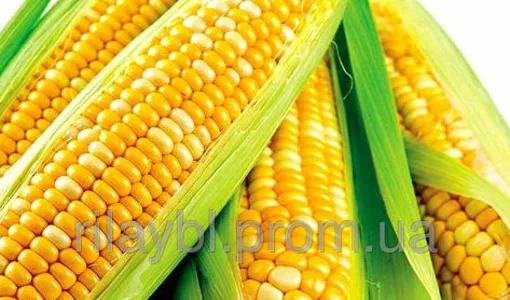 Семена кукурузы институт сельского хозяйства Степной зоны
