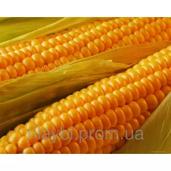 Семена кукурузы Сиско (Syngenta)