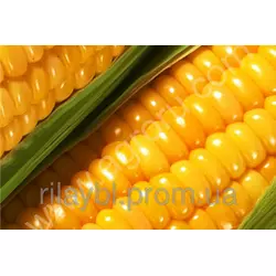 Семена кукурузы Биг Стар (Euralis Semences)