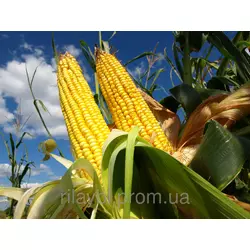 Семена кукурузы ЛГ 3255 (LG 32.55)