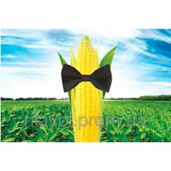 Семена кукурузы СИ Респект (Syngenta)