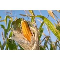Семена кукурузы НК Термо (Syngenta)