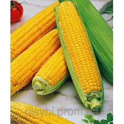 Семена кукурузы НК Фалькон (Syngenta)