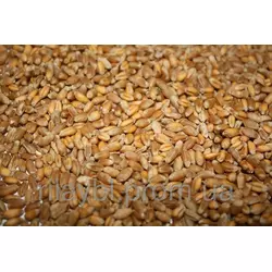 Семена озимой пшеницы Фаворитка (безостая) 1-я репродукция
