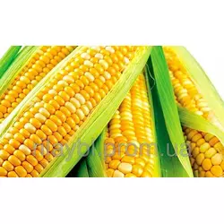 Семена кукурузы Днепровский 181 СВ