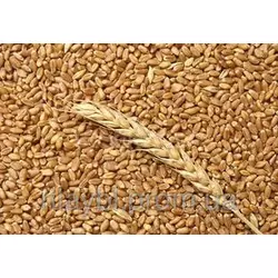 Семена озимой пшеницы Богдана (безостая) Элита