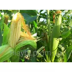 Семена кукурузы ЛГ 30360 (LG 30360)