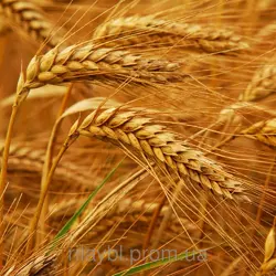 Семена озимой пшеницы Кормилица Одесская (1-я репродукция)