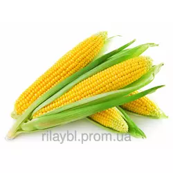 Семена кукурузы НК Люциус(Syngenta)