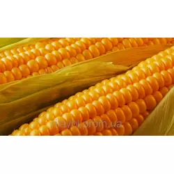 Семена кукурузы СИ Топмен (Syngenta)