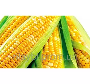 Семена кукурузы Днепровский 181 СВ