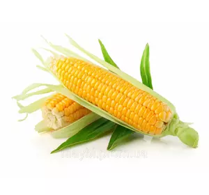 Насіння кукурудзи Оржица 237 МВ